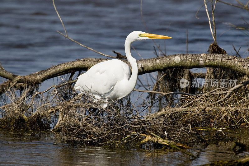 大白鹭(Ardea alba)跟踪猎物